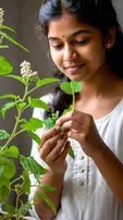 8 ayurvedic benefits of consuming tulsi leaf