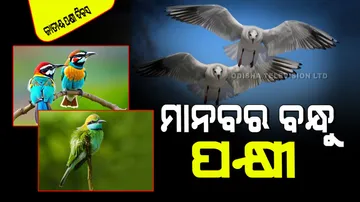 National Bird Day 2025