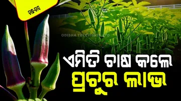 Early cultivation of okra in January get return in 35 days