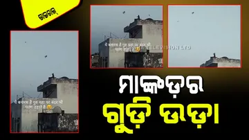 Monkey Flying Kite Video