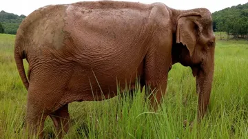 Elephant Bhawani Passes Away