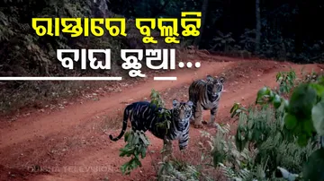 ରାସ୍ତାରେ ବୁଲୁଛନ୍ତି କଳାବାଘ ଛୁଆ