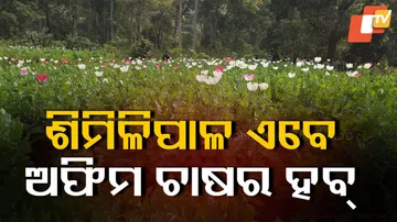 ଶିମିଳିପାଳ ଏବେ ଗଞ୍ଜେଇ ଚାଷର ହବ୍