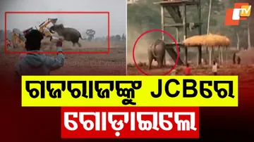 Elephant Attacks Viral Video