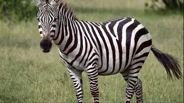 Know about amazing zebra and their weird strips facts 
