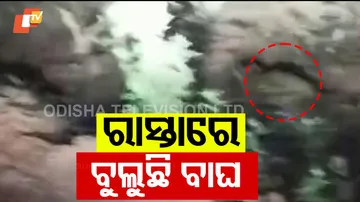 ରାସ୍ତାରେ ବୁଲୁଛି ବାଘ