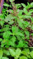 Tulsi gardening tips