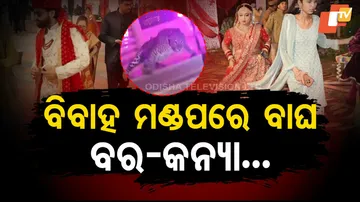 Leopard Gatecrashes Lucknow Wedding