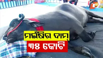 Buffalo Price 35 Crore