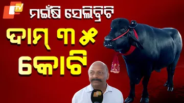 ମଇଁଷି ଦାମ୍‌ ୩୫ କୋଟି