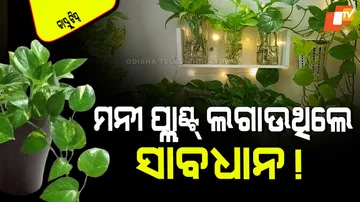 Do not put money plant in this direction