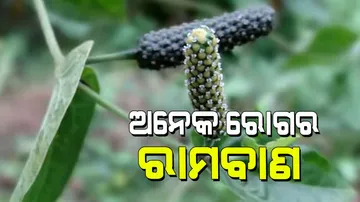 Consume piper longum relief from seasonal diseases digestive problems