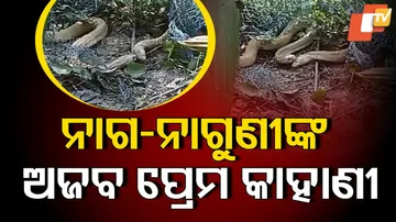 ନାଗ-ନାଗୁଣୀଙ୍କ ଅଜବ ପ୍ରେମ କାହାଣୀ