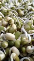 bean sprouts benefits