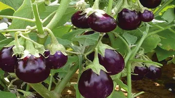 Tips and Tricks: କୁଣ୍ଡରେ ବି ଫଳିବ ନେନ୍ଥା ନେନ୍ଥା ବାଇଗଣ, ଜାଣନ୍ତୁ କେମିତି…