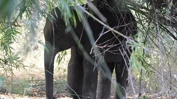 ହାତୀ-ମଣିଷ ଲଢ଼େଇର ଅନ୍ତ କେବେ ?