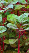 Red Spinach
