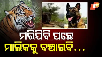 ବାଘ ସହ ଲଢ଼ିଲା କୁକୁର