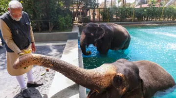 PM Modi interacted with lions and tigers, played with cubs at Jamnagar's Vantara