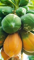 Papaya Health Issue