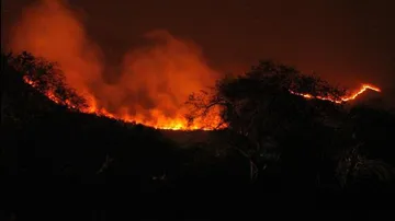 ଜଳୁଛି ଅଧା ଓଡ଼ିଶାର ଜଙ୍ଗଲ