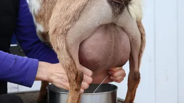 This goat gives milk equal to that of a local cow