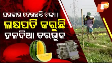 Unique Yellow Watermelons