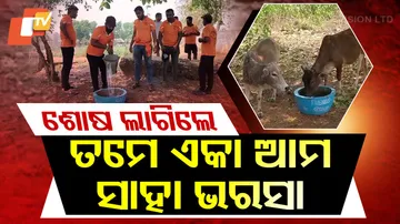 Water for Stray Animals