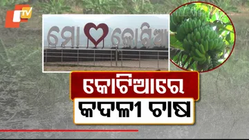  Kotia’s Bananas Boom Beyond Borders But Farmers Left Stranded