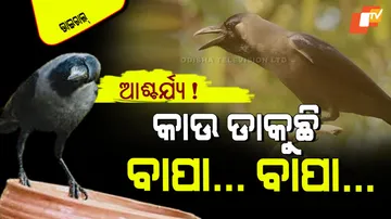 Crow mimics human speech bird says papa papa