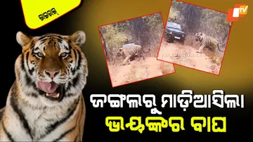 World largest tiger captured on camera