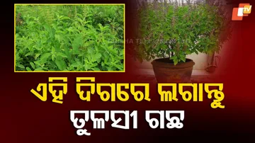 ତୁଳସୀ ଗଛ