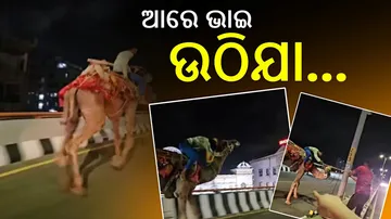 Drunk Man Riding Camel