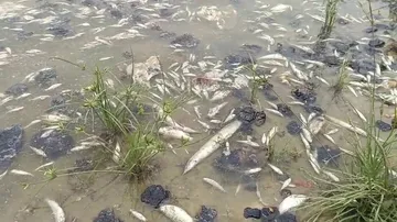 ଶହ ଶହ ମଲାମାଛ