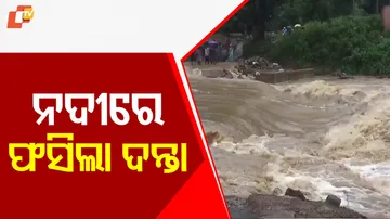 Elephant Struggles in Brahmani River