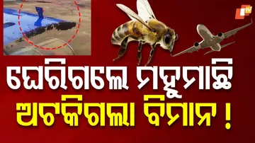 Swarm of Bees Delays Indigo Flight