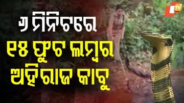Forest Officer Captures 15-Foot King Cobra