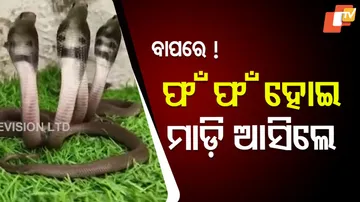 ମାଡ଼ି ଆସିଲେ ସାପ 