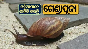 Why Do People in Odisha Worship Rhinos on Chitau Amavasya?