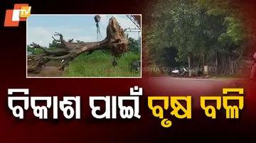 72 Trees to Be Cut for Road Expansion in Puri