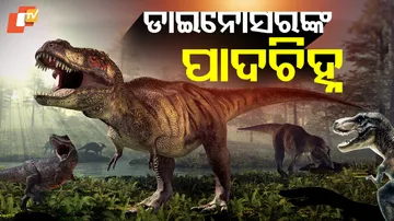 DINOSAURS FOOTPRINTS