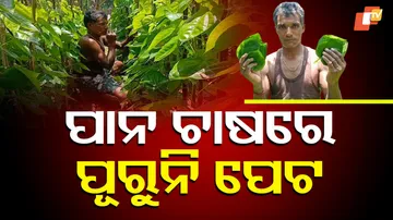 BETEL_LEAF_FARMING