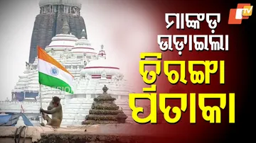 Monkey flies Triranga 