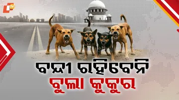 Supreme Court on Stray Dogs