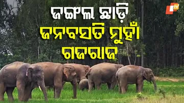Elephant Menace 