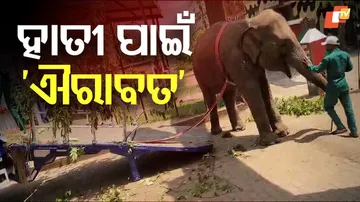 angul-elephant