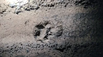 Tiger footprints found in Beldihi forest of Bonai Range, Sundargarh district