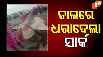 Giant 2-Quintal Shark Caught in Fishermen’s Net at Mohana, Tourists Flock to See