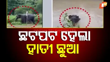 Baby elephant squirming inside the canal