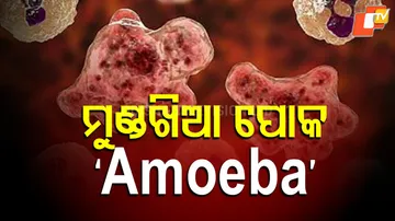 Brain-eating amoeba is eating human brains